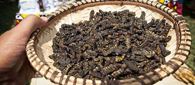 5 món ăn từ côn trùng đáng sợ nhất ở châu Phi