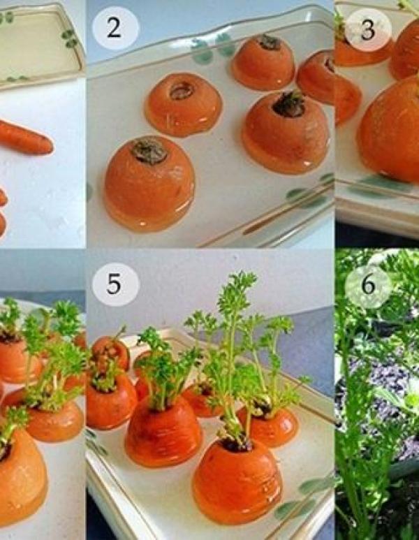 8 loại rau củ có khả năng "tái sinh" giúp gia đình có rau ăn quanh năm suốt tháng