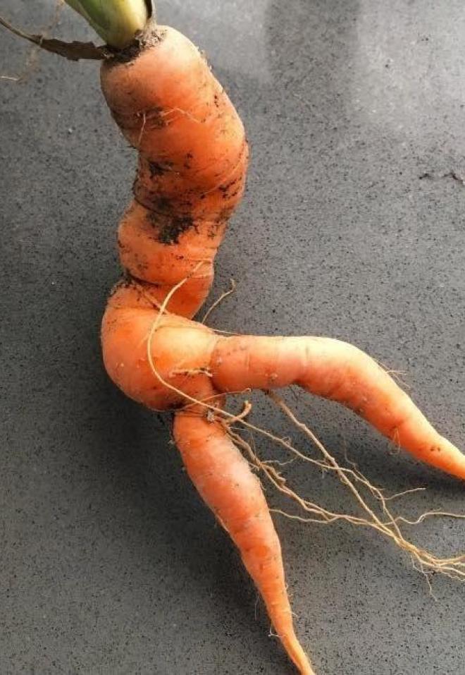 Bộ sưu tập những củ cà rốt có 'đôi chân dài' miên man khiến hội chị em ao ước