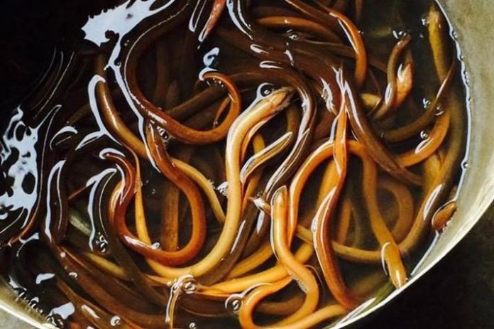 Bún thang lươn: Món đặc sản Hưng Yên không chỉ ngon còn tốt như thang thuốc quý