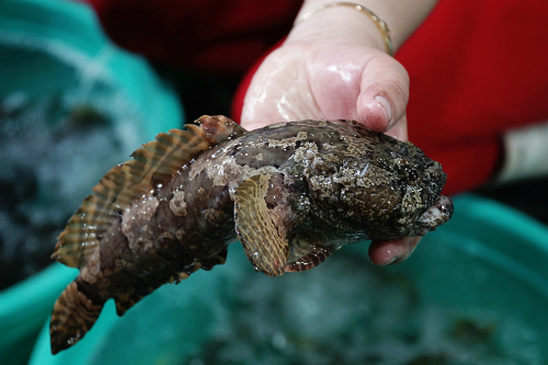 Cá mao ếch - đặc sản nhiều người không dám thử ở Cần Giờ