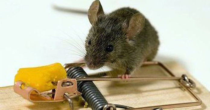 Chỉ với thứ nhà nào cũng có này, bạn có thể khiến lũ chuột tự động 
