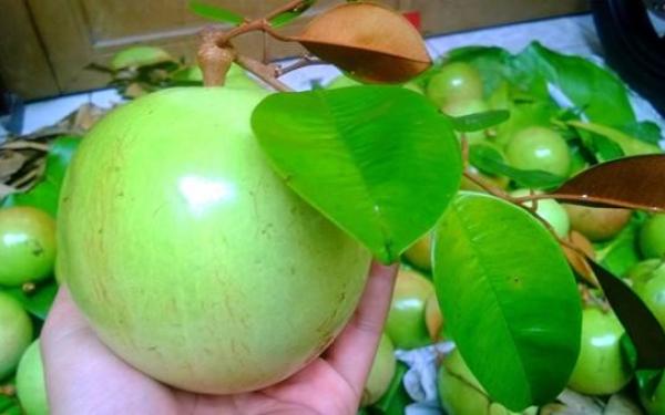 Chọn ăn những trái cây này, mẹ Việt yên tâm về nguồn gốc xuất xứ