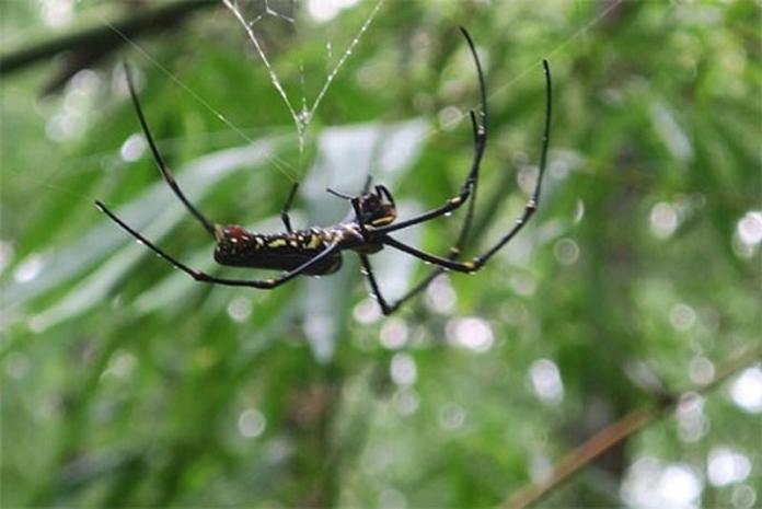 Đặc sản nhện rừng của đồng bào Raglai Phan Dũng