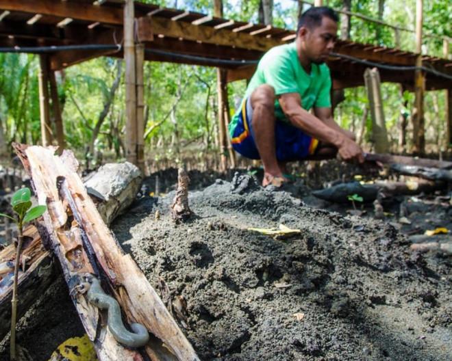 Khiếp vía với món sâu gỗ ăn sống của Philippines