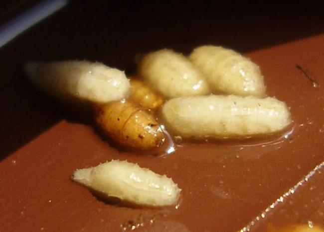 "Khóc thét" trước món ăn kinh dị được làm từ ấu trùng ruồi giấm