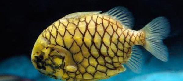 Loài cá cứng nhất thế giới, kéo cắt không đứt thì phải ăn kiểu gì?