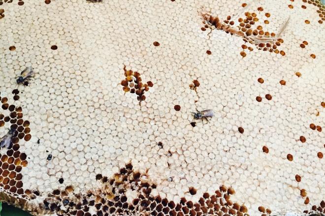 Mắm ong - thức quà ngon nức tiếng của người Cà Mau
