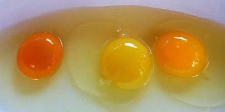 Muốn thấy sự khác biệt về dinh dưỡng hãy nhìn vào lòng đỏ trứng, màu đậm chứng tỏ điều này