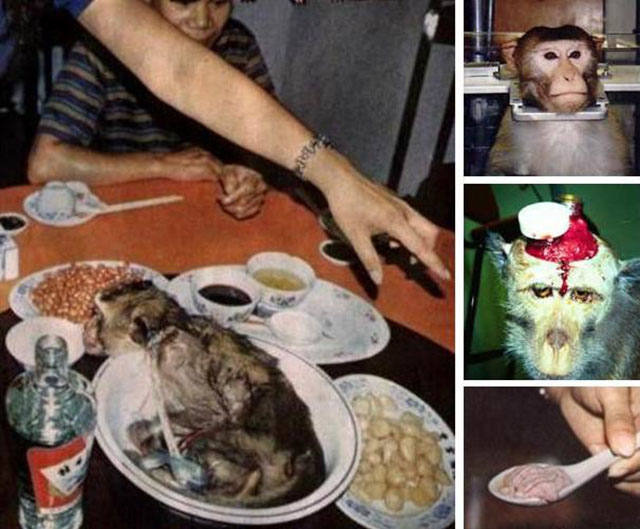 Óc khỉ tươi, món ăn tàn bạo khiến ai cũng thấy ghê sợ