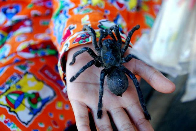“Rùng mình” nhện độc chiên lại là món ăn vặt phổ biến ở Campuchia
