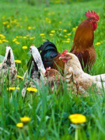 Sự khác biệt giữa trứng gà hữu cơ và trứng gà thả rông mà nhiều người đang lầm tưởng là cùng một loại