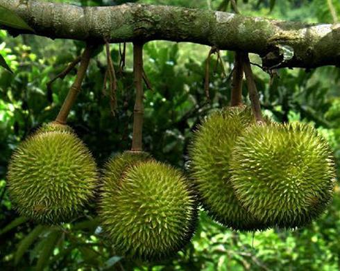Top 10 “hoa hậu” trái cây của Việt Nam