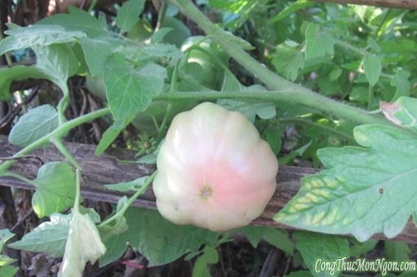 Trái cà chua mạ trồng