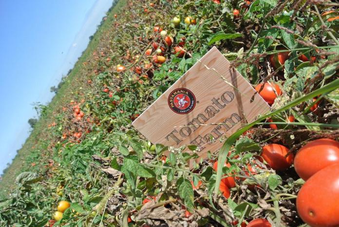 Trải nghiệm món Ý dậy vị sốt cà chua 'nhà trồng được'