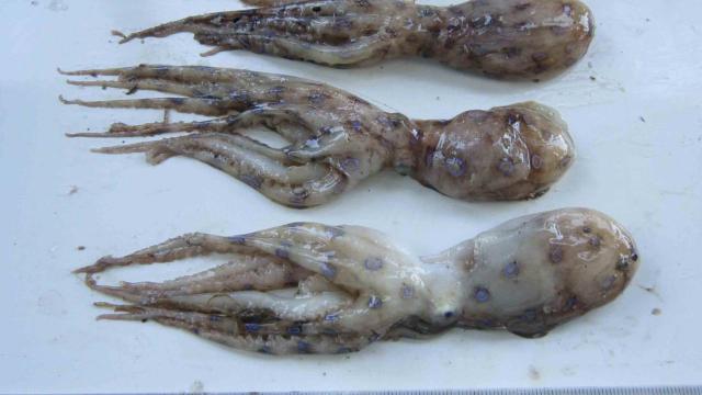 Tránh xa những loại hải sản có lượng độc tố cao gây chết người