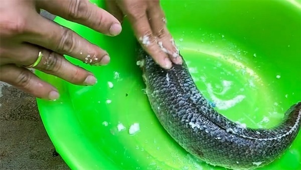 Mẹo làm sạch nhớt cá trê dễ dàng và khử sạch mùi tanh