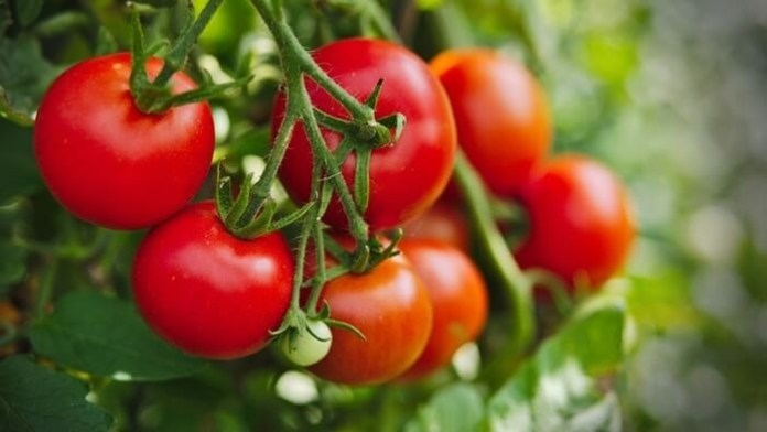 5 sai lầm khi ăn cà chua mà bạn nên bỏ ngay kẻo ảnh hưởng tới sức khỏe