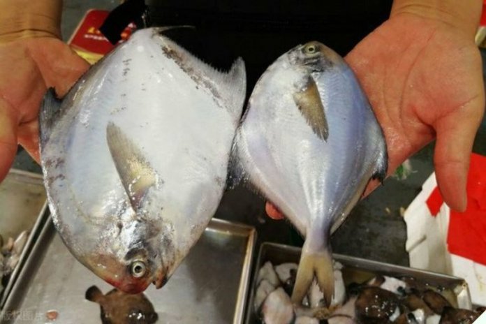 5 loại cá biển này đều là đánh bắt tự nhiên, đi chợ thấy nhớ mua, người bán cũng phải nể vài phần