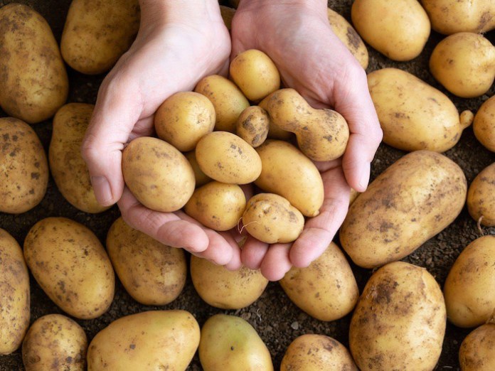 Đừng dại bảo quản khoai tây trong túi nilon hay tủ lạnh, đây mới là cách làm đúng