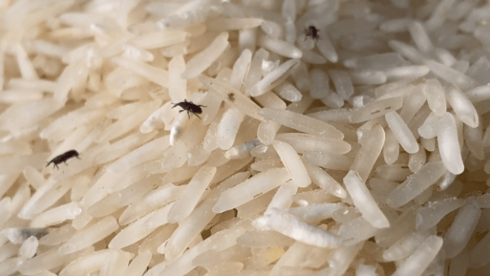 Mẹo bảo quản gạo để lâu không lo bị mọt